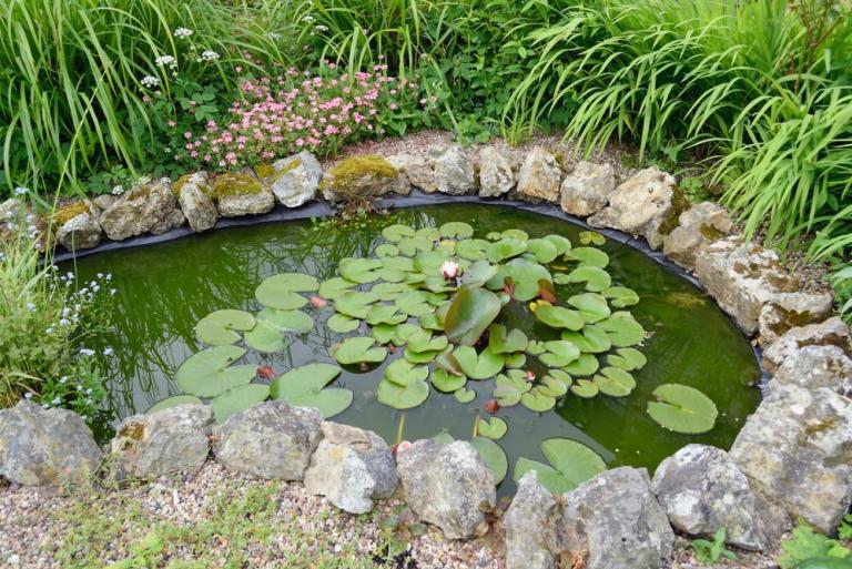 Bassin d'ornement ou bassin naturel, quel choix pour son jardin ?